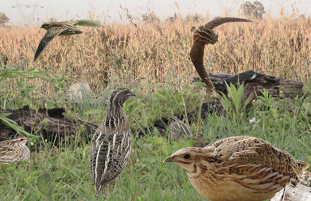 The Evening Quail – Out of Egypt